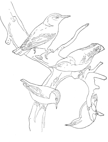 White Breasted Nuthatch And Red Breasted Nithatch Coloring Page